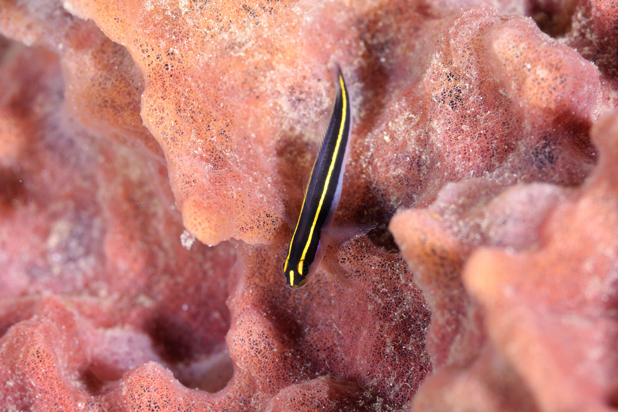 Image of Yellownose goby