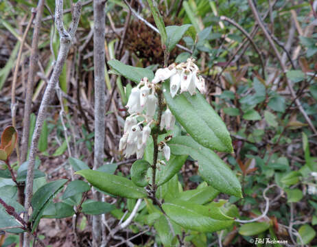 Image of Gaultheria insana (Molina) D. J. Middleton