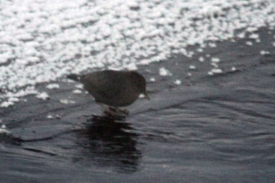 Image of American Dipper