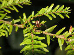 Pityohyphantes rubrofasciatus (Keyserling 1886) resmi