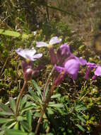 Image of Bowles perennial wallflower