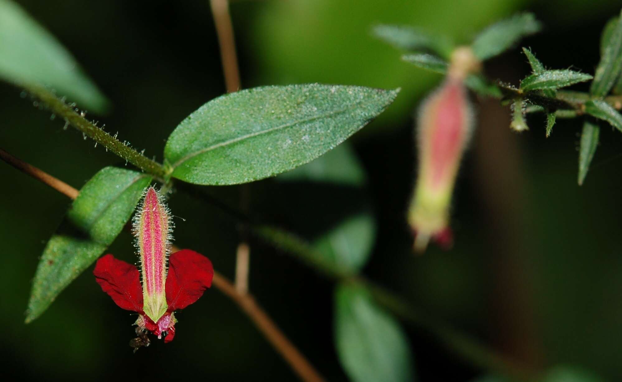 Imagem de Cuphea hookeriana Walp.