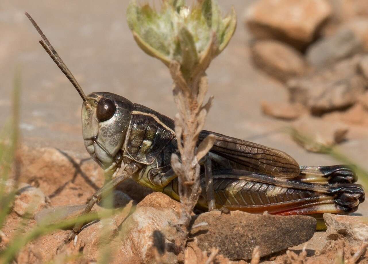 Image of Arcyptera (Pararcyptera) brevipennis subsp. vicheti Harz 1975