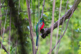 Image of African Trogons