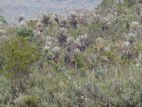 Image de Espeletia grandiflora Humb. & Bonpl.