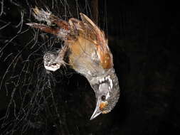 Image of White-necked Babbler