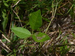 Слика од Strophostyles umbellata (Willd.) Britton