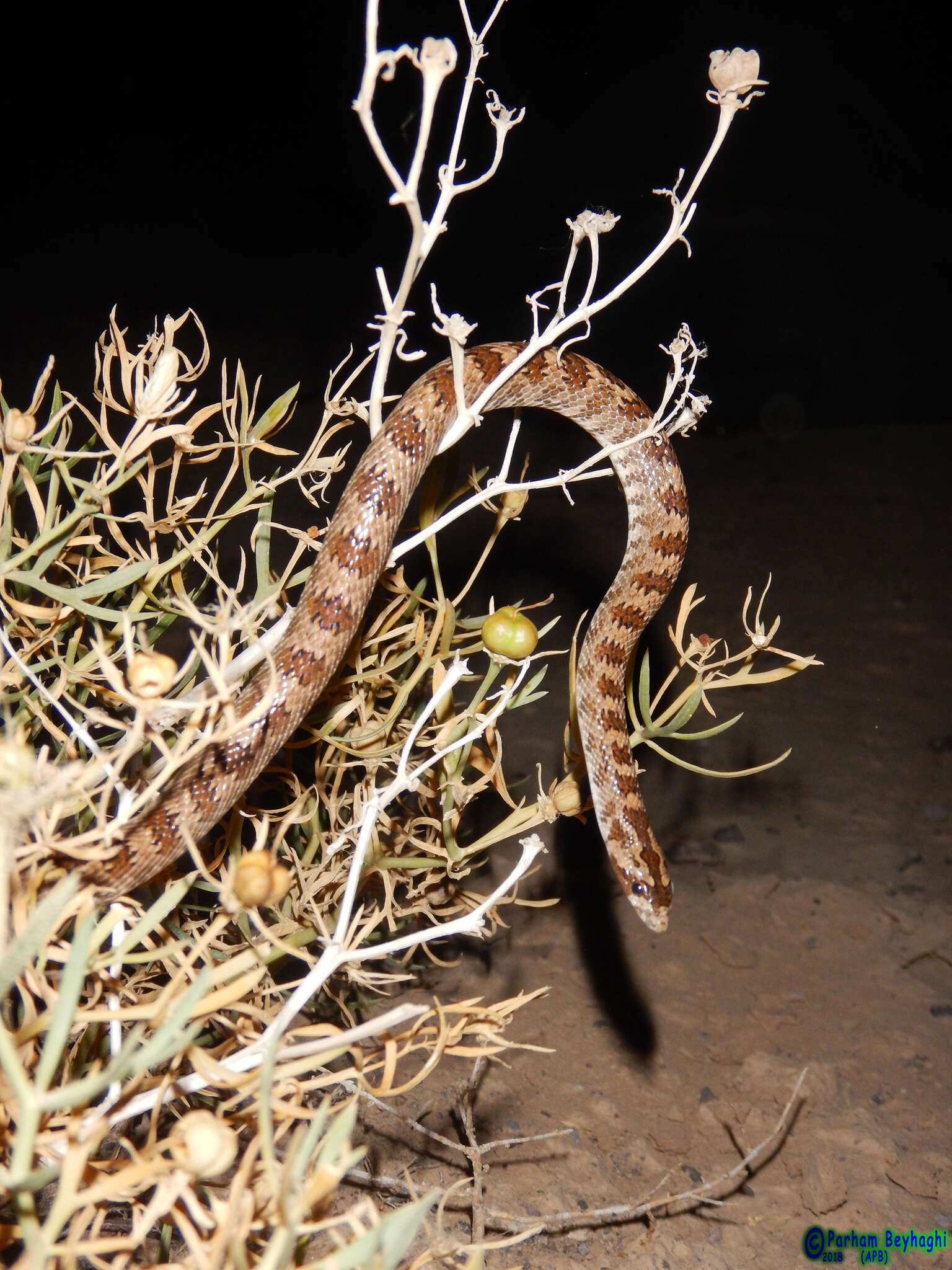 Image of Derafshi Snake