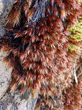 Image of orthothecium moss