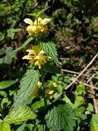 Lamium galeobdolon subsp. montanum (Pers.) Hayek的圖片