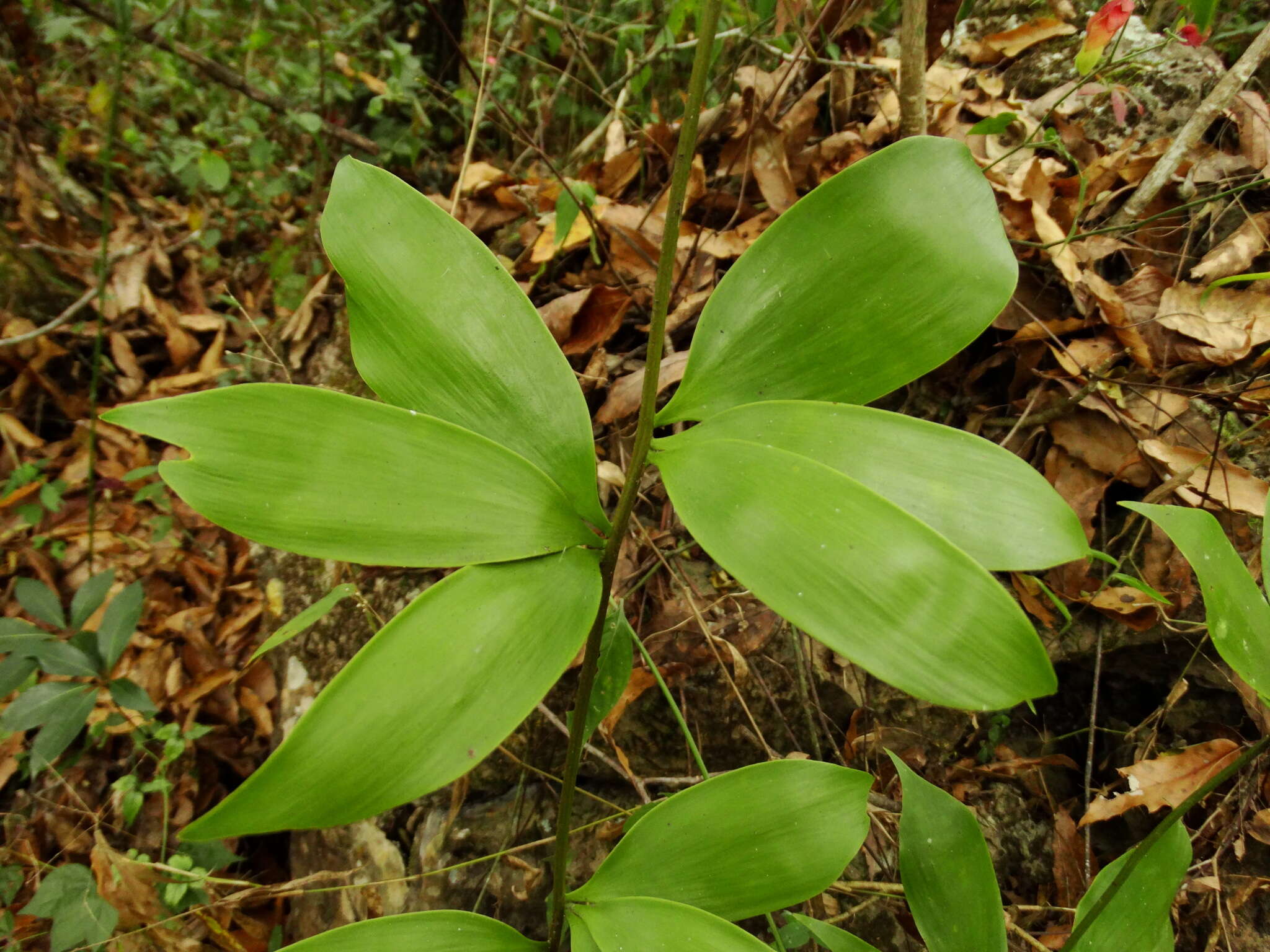 Image of Bamboo Cycad