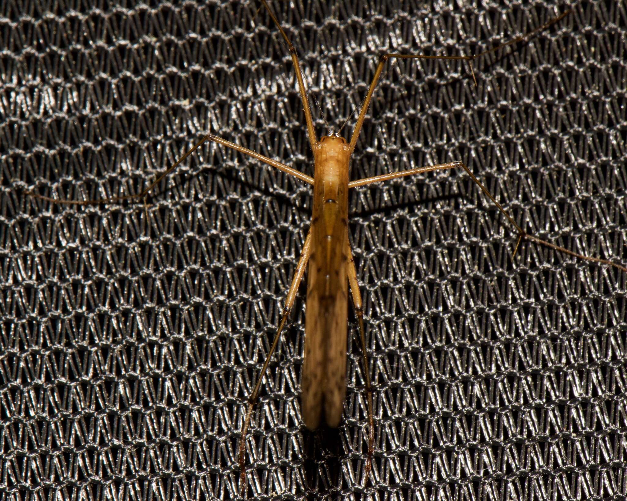 Image of Bittacus punctiger Westwood 1846