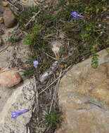 Image of Lobelia coronopifolia L.