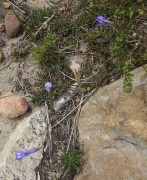 Image of Lobelia coronopifolia L.