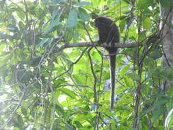 Image of Coppery Titi Monkey