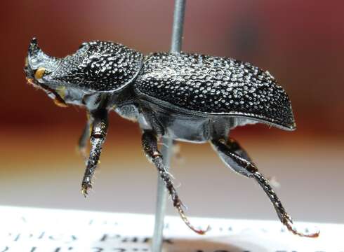 Image of Rugose Stag Beetle