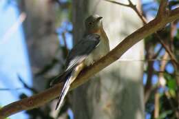 Image of Fan-tailed Cuckoo