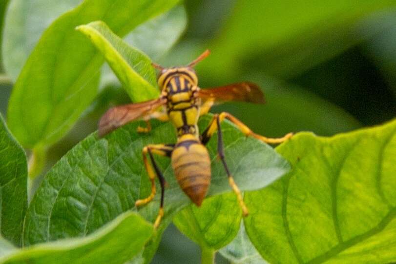 Image of Polistes diabolicus de Saussure 1853