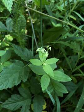 Imagem de Galium oreganum Britton