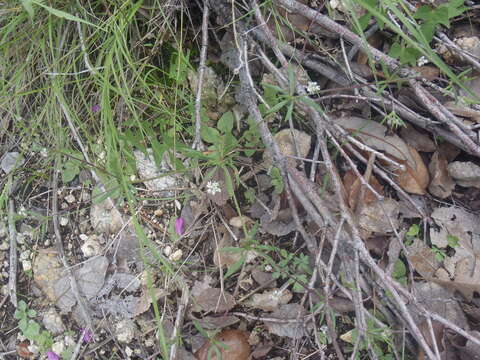 Image of wirestem buckwheat