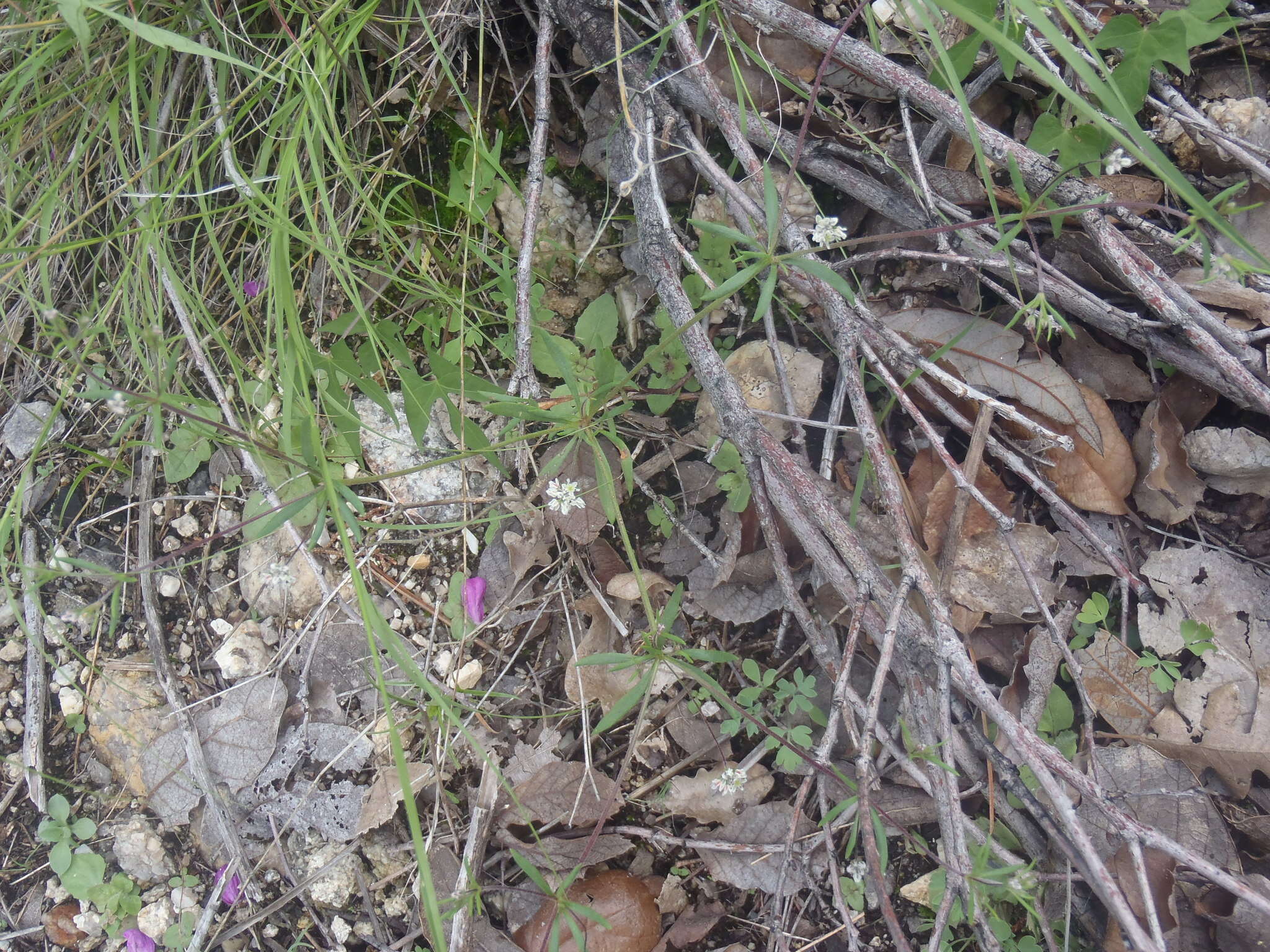 Image de Eriogonum pharnaceoides Torr.