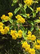 Image of eggleaf spurge