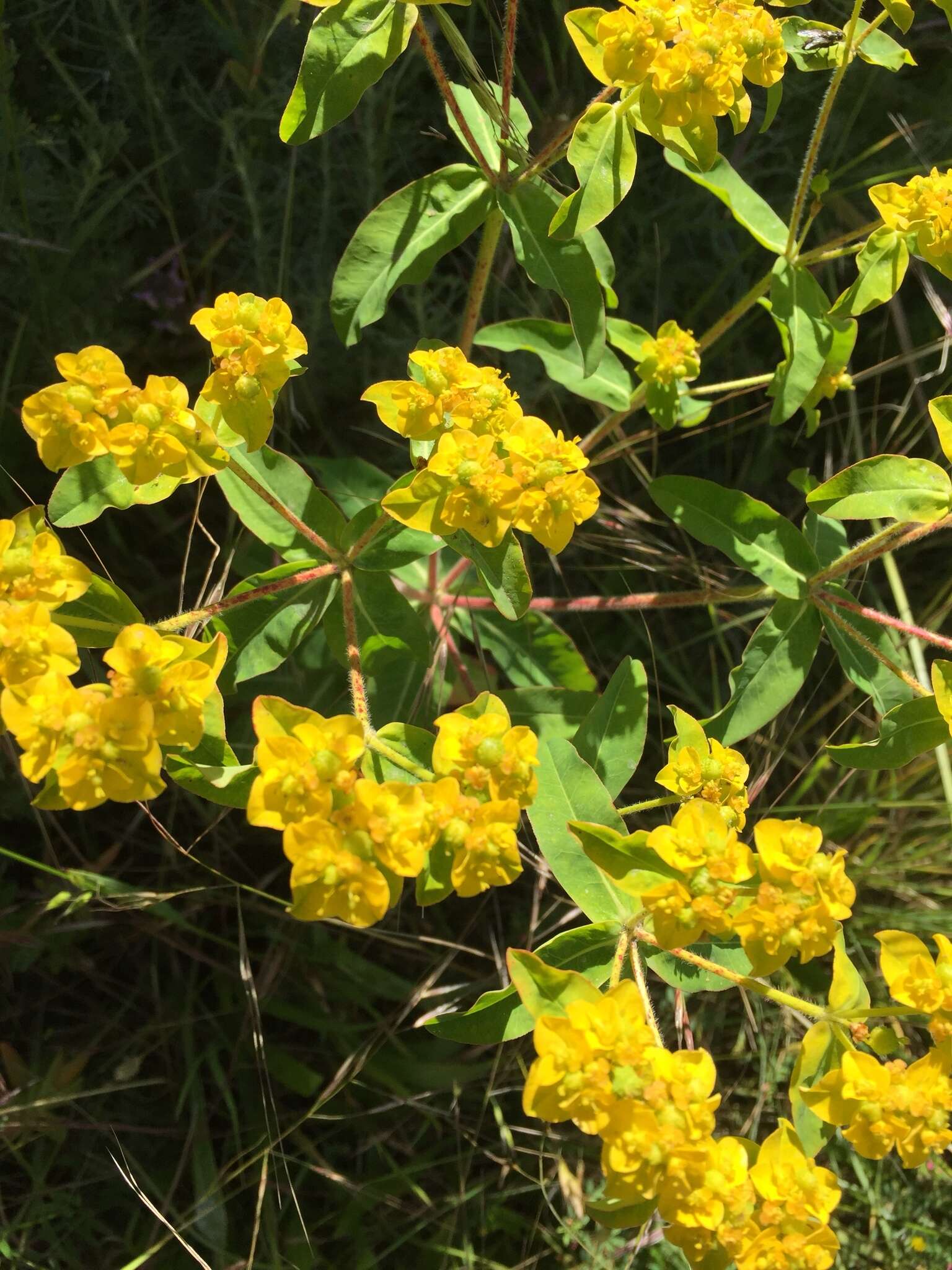 Euphorbia oblongata Griseb. resmi