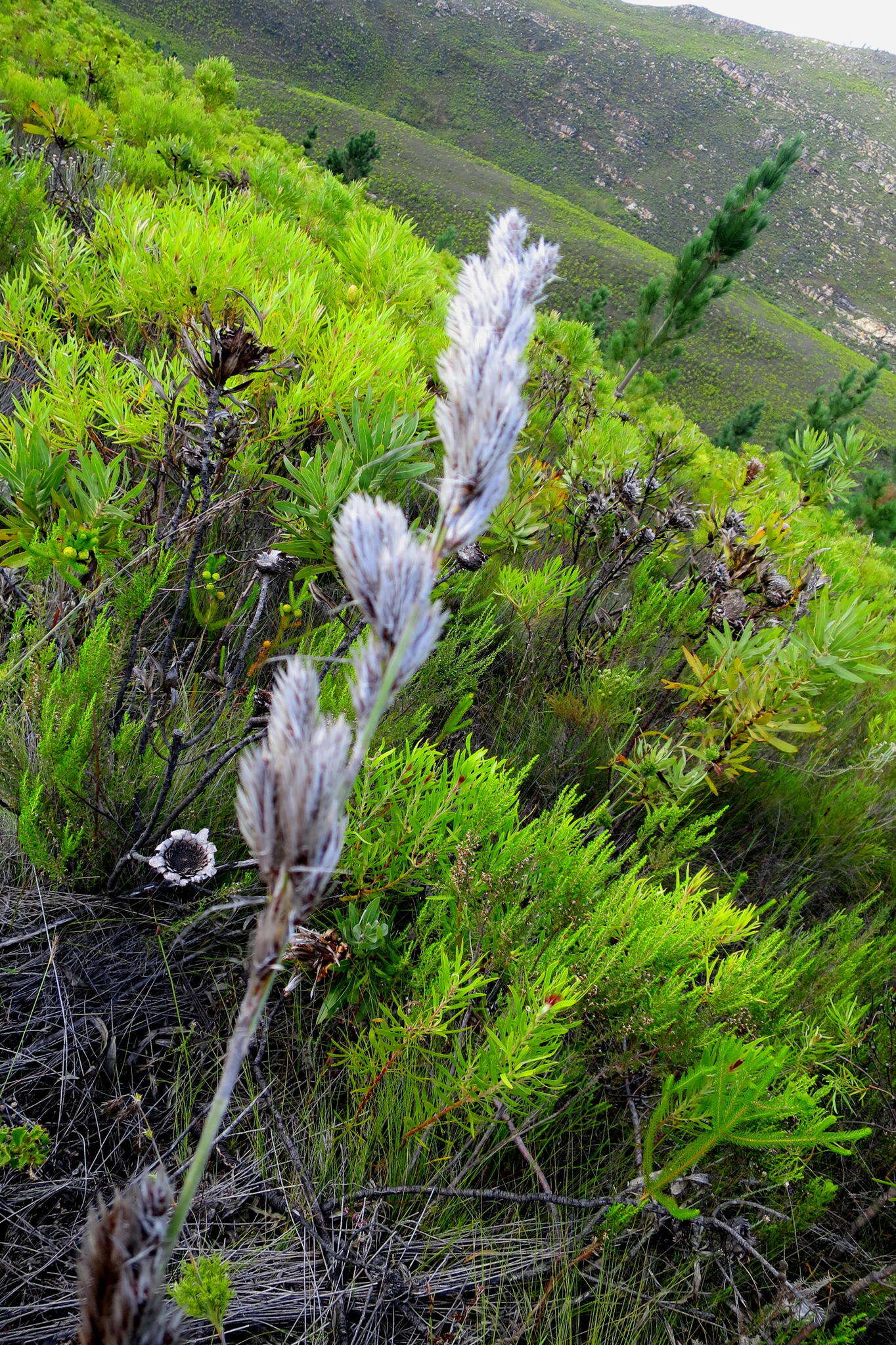 Image of Thamnochortus cinereus H. P. Linder