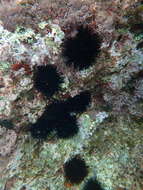 Image of Black Sea urchin