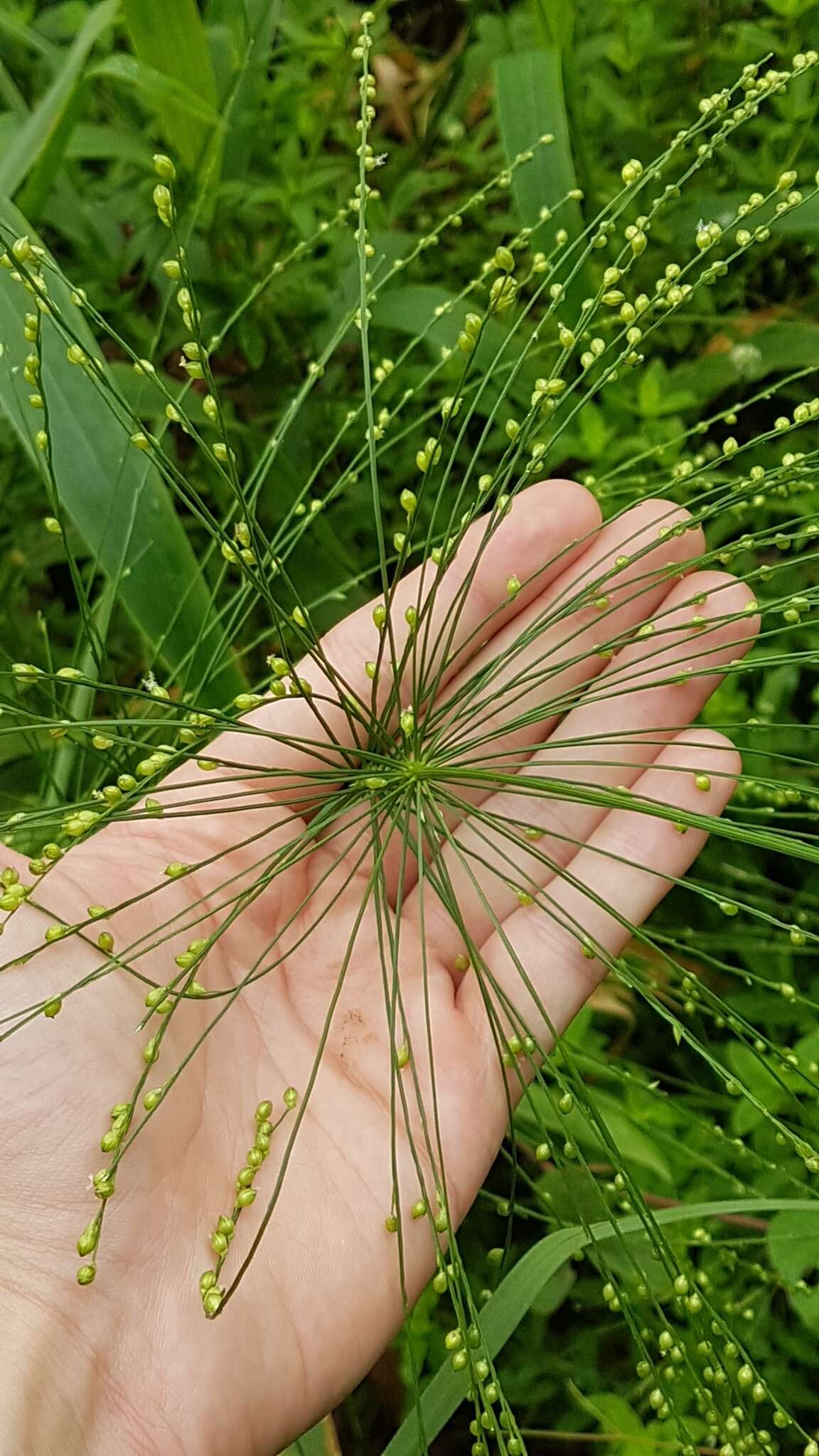 Plancia ëd Panicum mertensii Roth