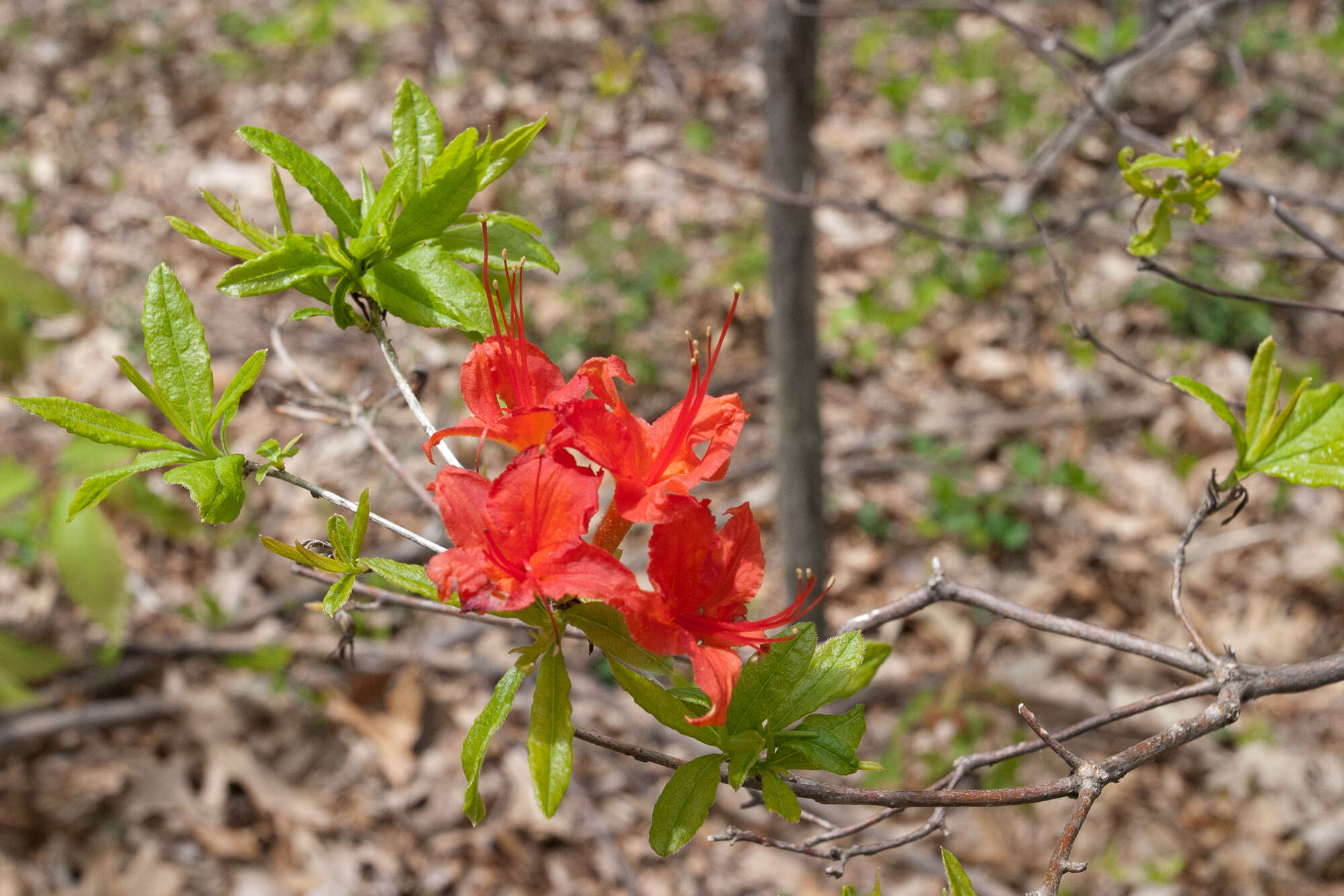 صورة Rhododendron cumberlandense E. L. Braun