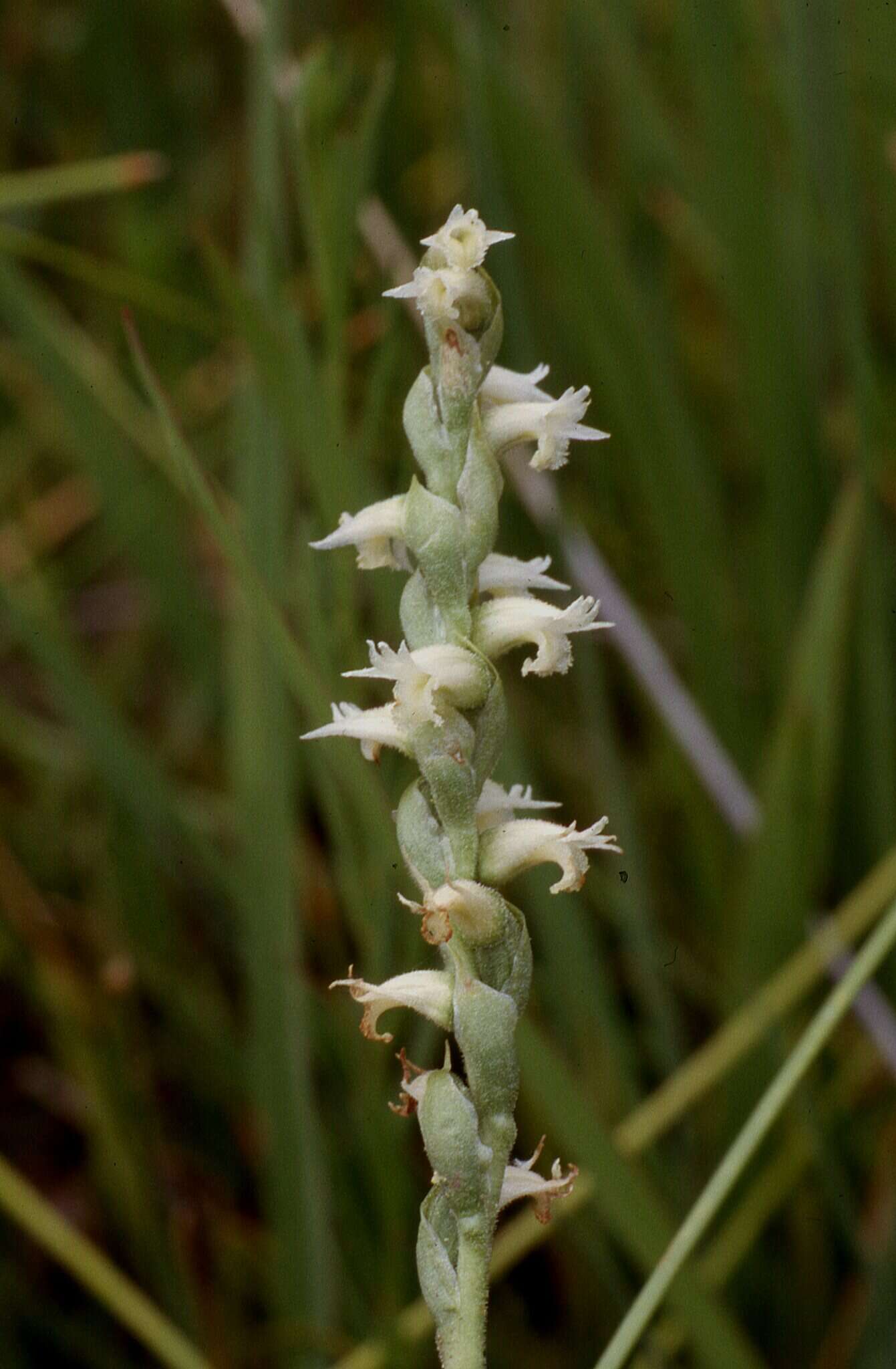 Image of Reclusive lady's tresses