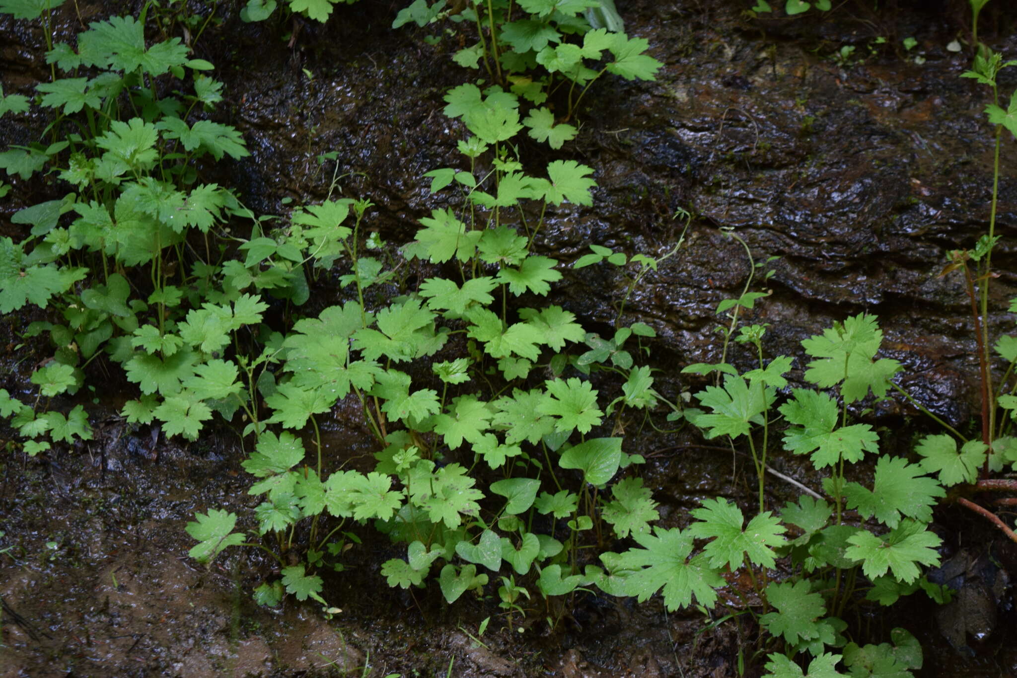 Image of Allegheny brookfoam