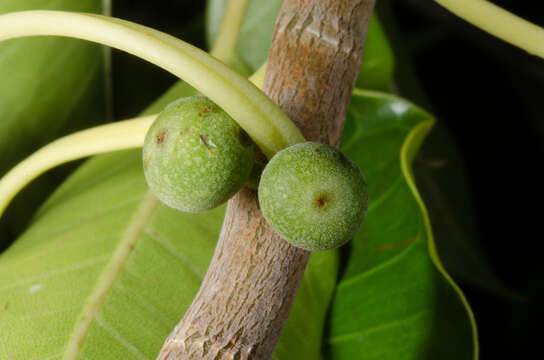 Ficus marmorata Boj. ex Baker的圖片