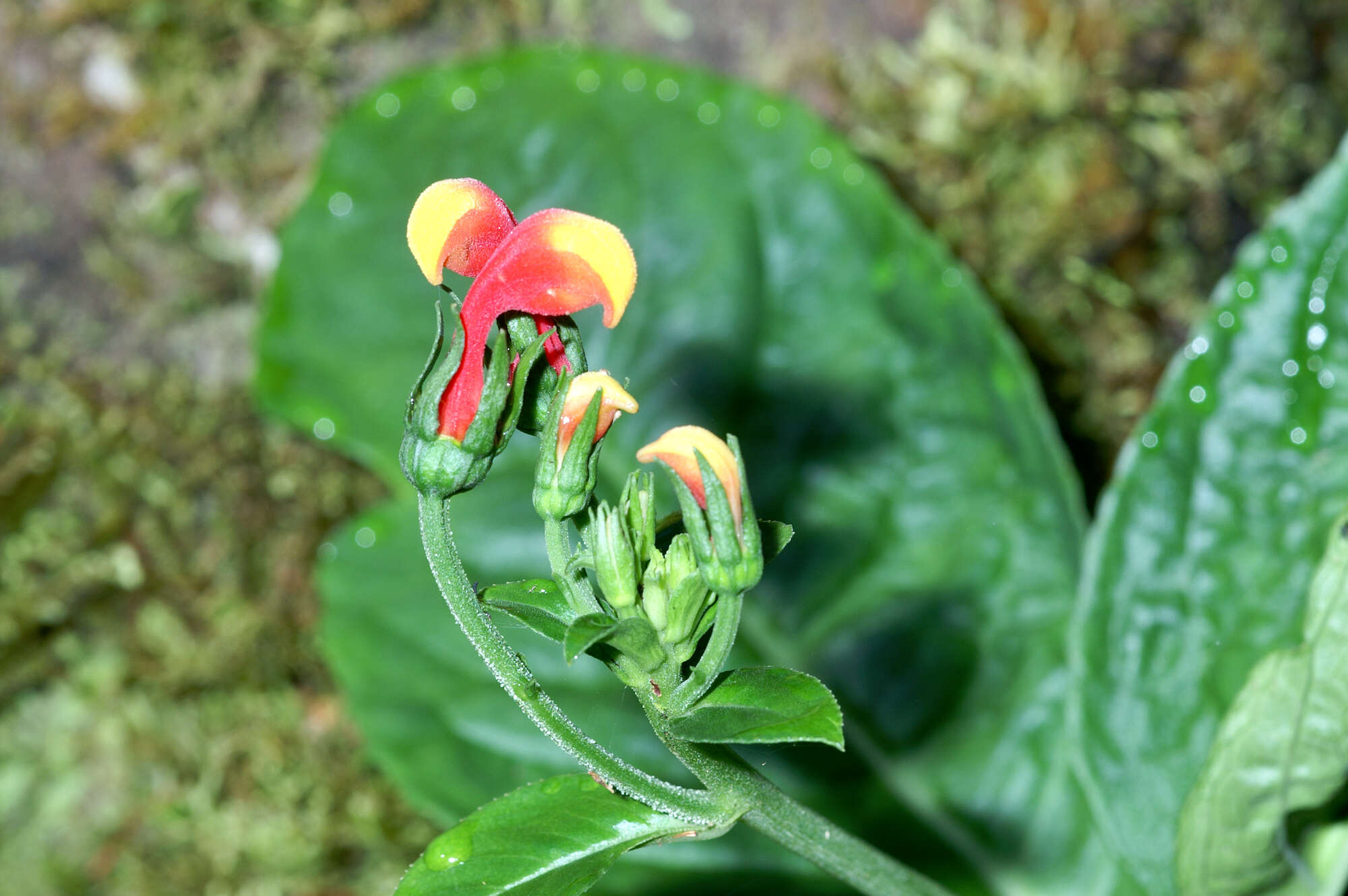 Image of Centropogon granulosus C. Presl