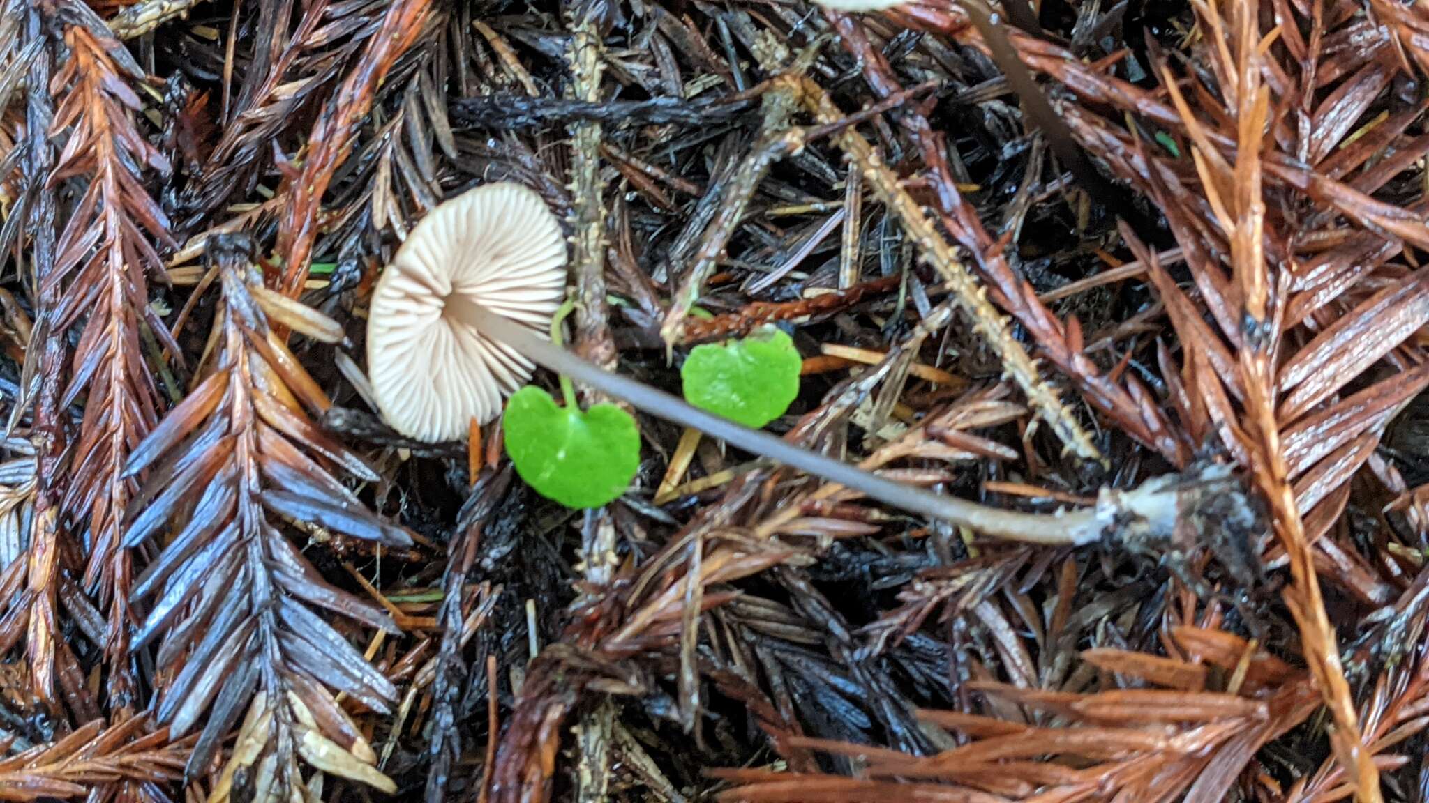 Image of Entoloma bicoloripes (Largent & Thiers) Noordel. & Co-David 2009