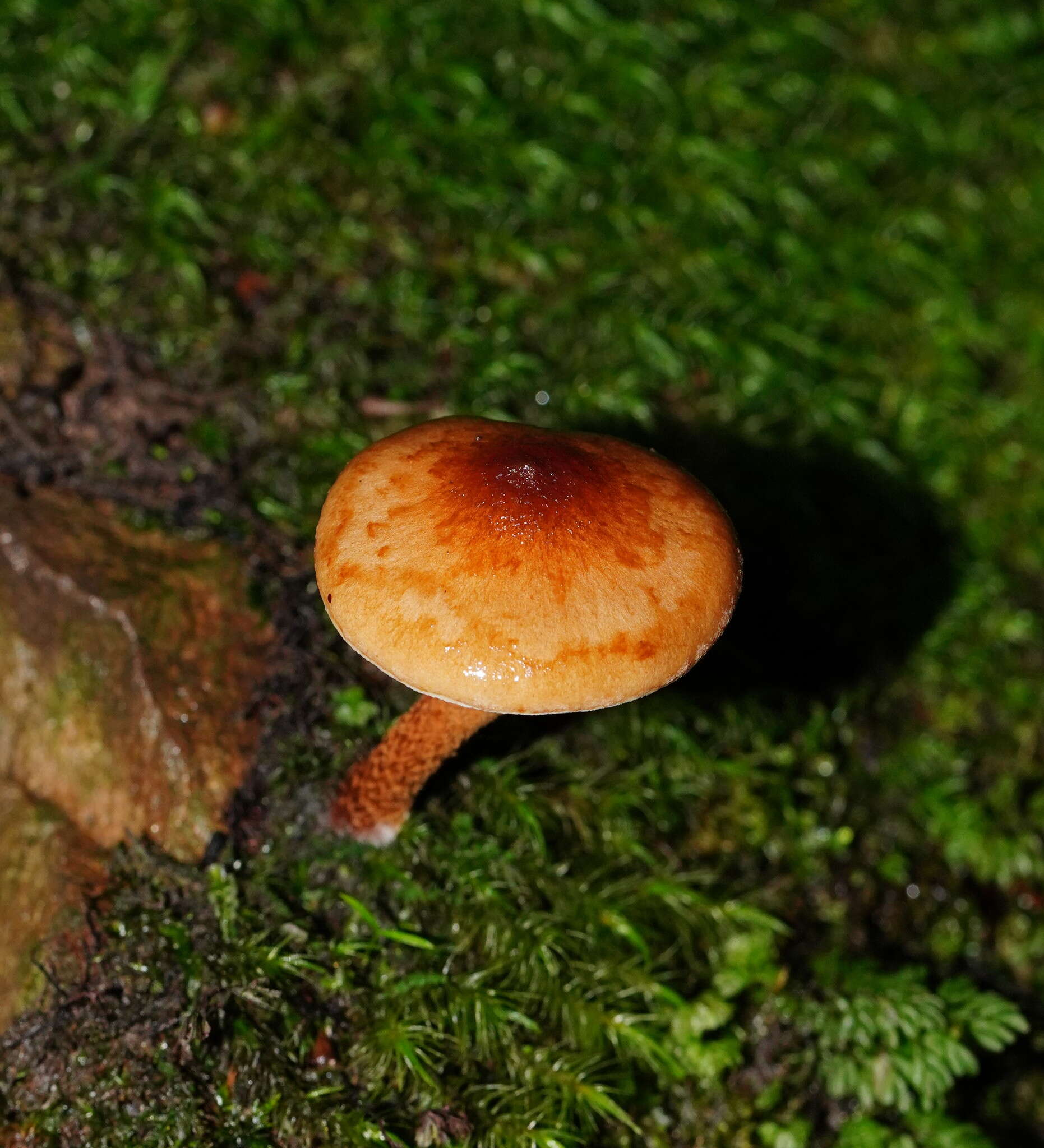 Pholiota communis (Cleland & Cheel) Grgur. 1997 resmi