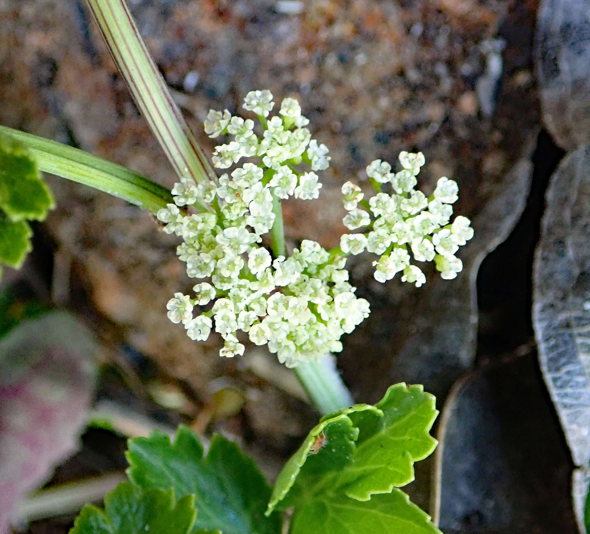 صورة Apium prostratum subsp. denticulatum P. S. Short