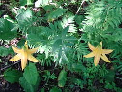 Lilium canadense L. resmi