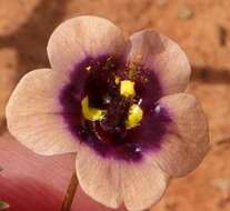 Image of Diascia decipiens K. E. Steiner