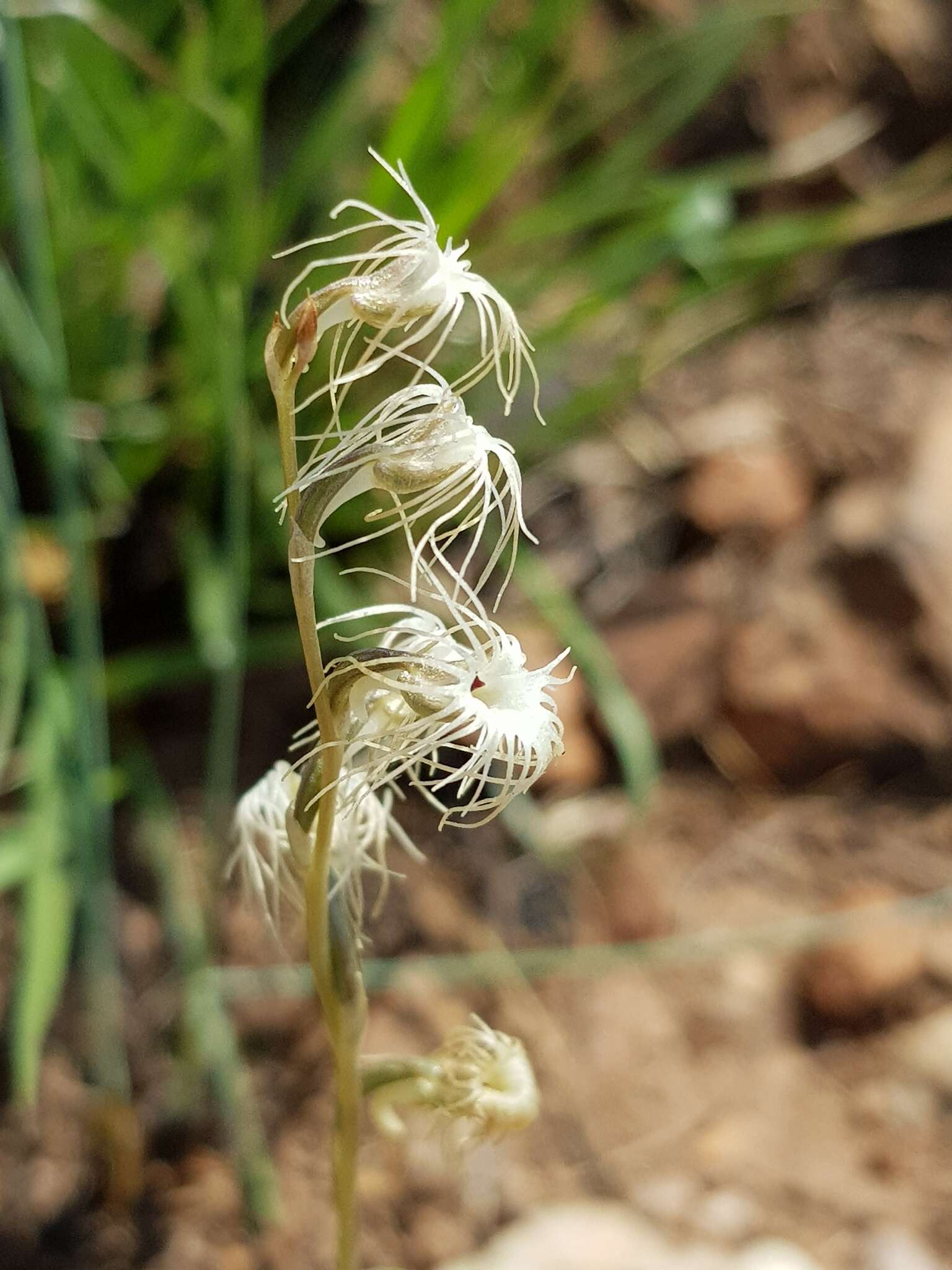 Image of Tassel orchid