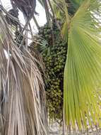 Image of Guadalupe palm