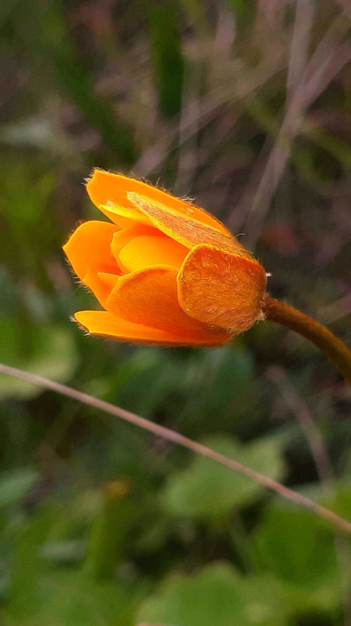 Image of Anemone palmata L.