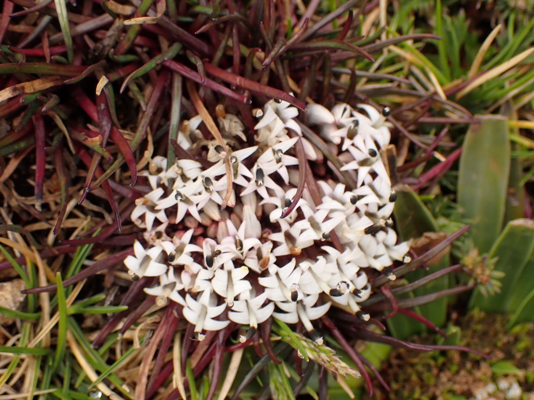 Imagem de Lysipomia multiflora McVaugh