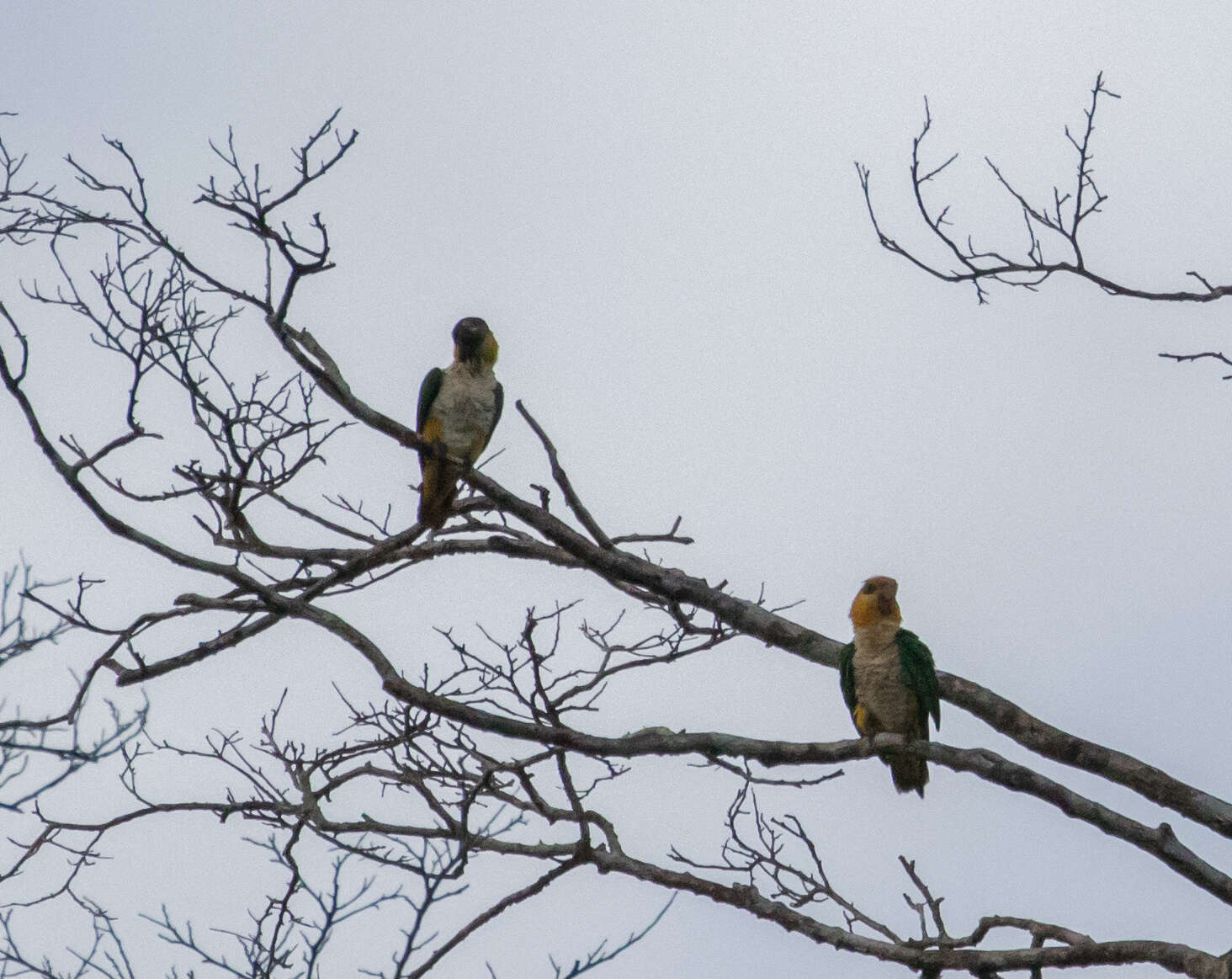 Image of Eastern White-bellied Parrot