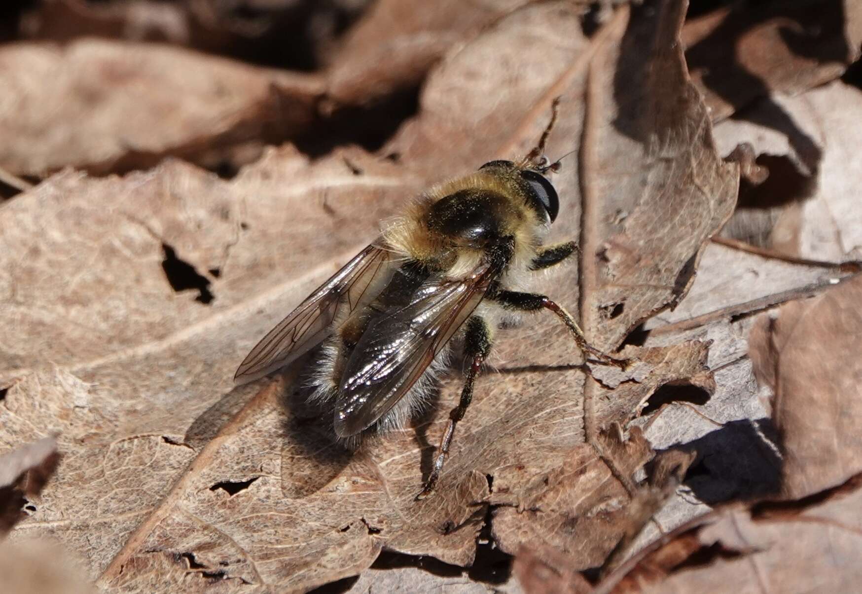 Image de Criorhina verbosa (Walker 1849)