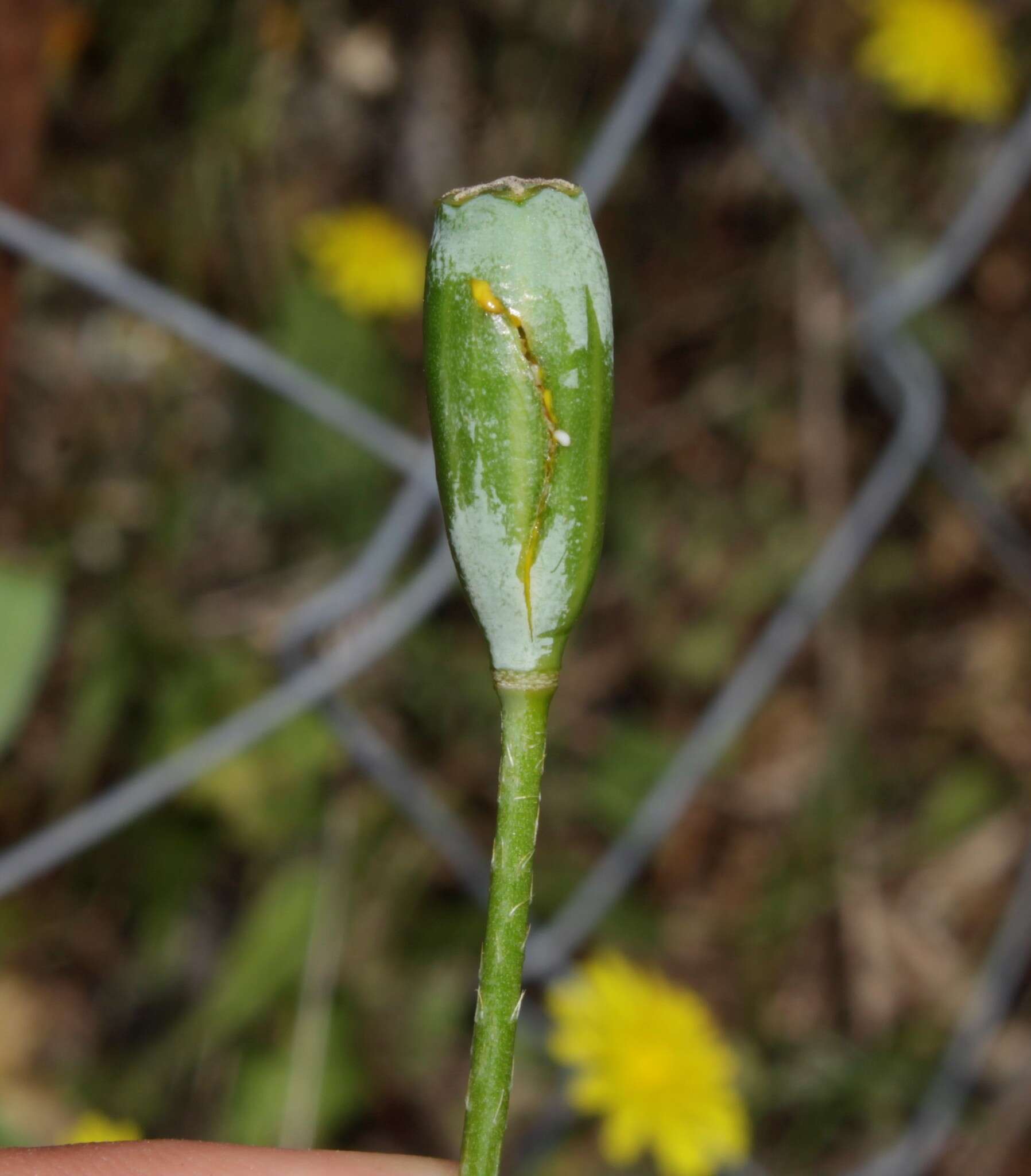 Image of Papaver lecoqii La Motte