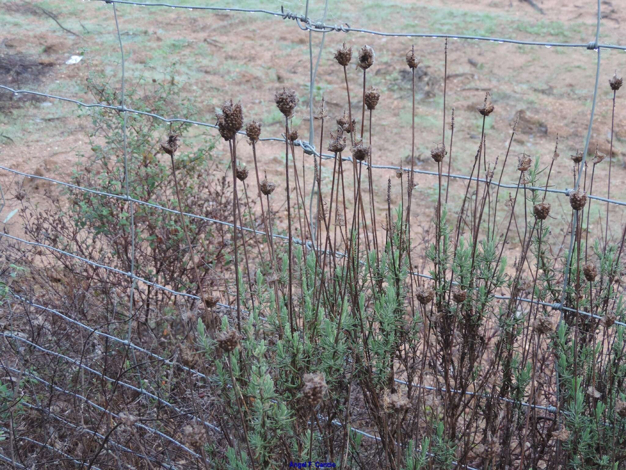 Image of Lavandula pedunculata subsp. sampaiana (Rozeira) Franco