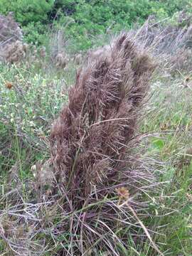 Image of Schizachyrium microstachyum (Desv.) Roseng., B. R. Arrill. & Izag.