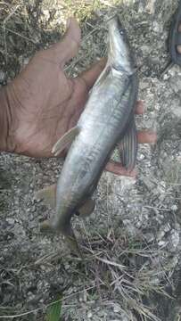 Image of Giant river catfish